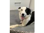 Adopt Gia a White Border Collie / Border Collie / Mixed dog in Fresno