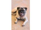 Adopt Snort a Tan/Yellow/Fawn Pug / Mixed dog in Las Cruces, NM (41423624)