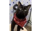 Adopt Samuel a All Black Domestic Shorthair / Domestic Shorthair / Mixed cat in