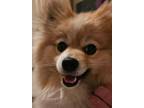 Adopt Drifter a Tan/Yellow/Fawn Pomeranian / Mixed dog in Avon, IN (41423877)