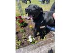 Adopt Grimm a Labrador Retriever / Mixed dog in Grants Pass, OR (40556634)