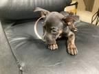 Adopt 7 a Black American Pit Bull Terrier / Mixed Breed (Medium) / Mixed (short