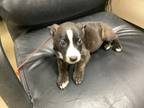 Adopt 5 a Black American Pit Bull Terrier / Mixed Breed (Medium) / Mixed (short