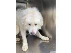 Adopt Rowan a White Great Pyrenees / Mixed dog in Fort Worth, TX (41423915)