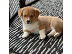 Pembroke Welsh Corgi Puppy for sale in Hewitt, MN, USA