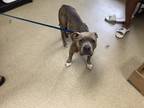 Adopt Jade (mom) a Brindle American Pit Bull Terrier / Mixed Breed (Medium) /