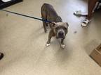 Adopt Jade (mom) a Brindle American Pit Bull Terrier / Mixed dog in Fort Worth