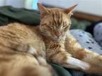 Adopt Rambutan a Orange or Red Domestic Shorthair / Mixed cat in Chico