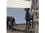 Adopt Angus a Gray/Blue/Silver/Salt & Pepper Great Dane / Mixed dog in Warsaw