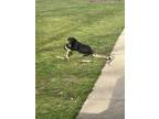 Adopt Blade a Black Labrador Retriever / Mixed dog in Niles, MI (41423781)
