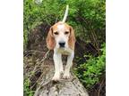 Adopt Larry Louie a Tricolor (Tan/Brown & Black & White) Beagle / Mixed dog in