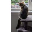 Adopt Billie a Domestic Longhair / Mixed cat in Raleigh, NC (41423776)