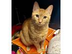Adopt Honey a Domestic Shorthair / Mixed cat in Raleigh, NC (41423775)
