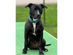 Adopt Luna (fka Lilo) a American Pit Bull Terrier / Mixed dog in Meriden