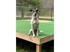 Adopt Tilly a Whippet / Fox Terrier (Smooth) / Mixed dog in Meriden