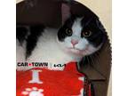 Adopt Myla a Domestic Shorthair / Mixed cat in Lexington, KY (41420258)