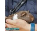 Adopt David a Guinea Pig small animal in Lexington, KY (41421853)