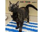 Adopt Marbles a Domestic Shorthair / Mixed cat in Lexington, KY (41411892)