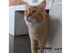Adopt Juby a Domestic Mediumhair / Mixed cat in Lexington, KY (41411891)