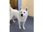 Adopt Ghost a White Husky / Mixed dog in Covington, VA (41347719)