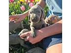 Blue Weimaraner