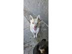 Adopt Bone a Tan/Yellow/Fawn - with White Mutt / Mixed dog in San Bernardino