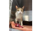 Adopt Tabico a Domestic Shorthair / Mixed cat in Port McNicoll, ON (41339563)