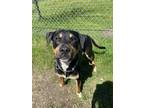 Adopt Jefferson a Rottweiler / Mixed dog in Port McNicoll, ON (41423805)