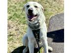 Adopt Frankie a Maremma Sheepdog / Labrador Retriever / Mixed dog in Edmonton
