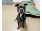 Adopt Finn a Pit Bull Terrier / Cane Corso / Mixed dog in Edmonton