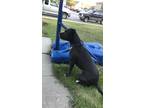 Adopt Passion a Black - with White American Pit Bull Terrier / American Pit Bull