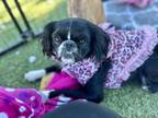 Adopt Rosalie a Cavalier King Charles Spaniel / Japanese Chin / Mixed dog in