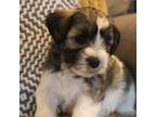 Schnauzer (Miniature) Puppy for sale in New Braunfels, TX, USA