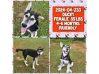 Adopt 2024-04-233 *Ducky* a Husky / Mixed dog in Winder, GA (41349400)