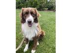 Adopt Benny a Brown/Chocolate - with White Australian Shepherd / Mixed dog in