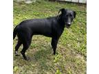 Adopt Tamara a Labrador Retriever / Mixed dog in Cleveland, TN (41382686)