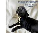 Adopt Charlie Bucket a Beagle / Labrador Retriever / Mixed dog in Nicholasville