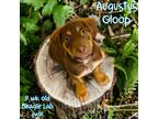 Adopt Augustus Gloop a Beagle / Labrador Retriever / Mixed dog in Nicholasville