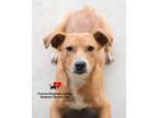 Adopt Mickey a Tan/Yellow/Fawn Dachshund / Mixed dog in Toccoa, GA (41423682)