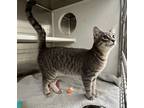Adopt MILO a Gray or Blue Domestic Shorthair / Domestic Shorthair / Mixed cat in