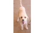 Adopt Tommy a White Poodle (Miniature) / Mixed dog in Las Cruces, NM (41423625)