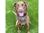 Adopt Cooper a Brown/Chocolate Mixed Breed (Large) / Mixed dog in Lansing
