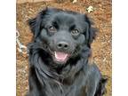 Adopt Cobalt a Spaniel (Unknown Type) / Mixed dog in Walnut Creek, CA (41423618)