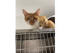 Adopt Athena a Orange or Red Domestic Shorthair / Domestic Shorthair / Mixed cat