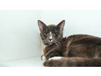 Adopt Cash a Gray or Blue Domestic Shorthair / Domestic Shorthair / Mixed cat in