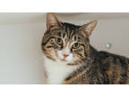 Adopt Hadden a Brown Tabby Domestic Shorthair / Mixed Breed (Medium) / Mixed