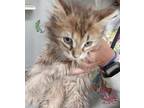 Adopt DIXON a Cream or Ivory Domestic Longhair / Domestic Shorthair / Mixed cat