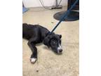 Adopt Panda a Black American Pit Bull Terrier / Mixed dog in Fort Worth