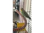 Adopt Boreal a Green Parakeet - Other / Mixed bird in Montreal, QC (41394950)