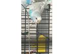 Adopt Royal a Blue Parakeet - Other / Mixed bird in Montreal, QC (41401111)